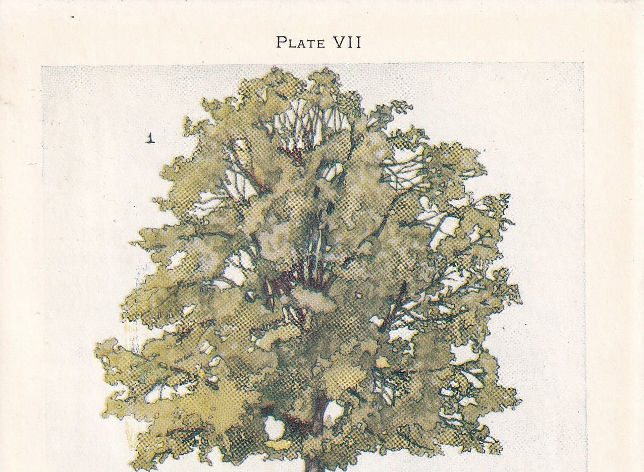 1910 LIME TREE Print - Original Antique Tree Print - Tree Wall Art - Plant Wall Art - 113 Years Old - 6.25 x 4.25 Inches