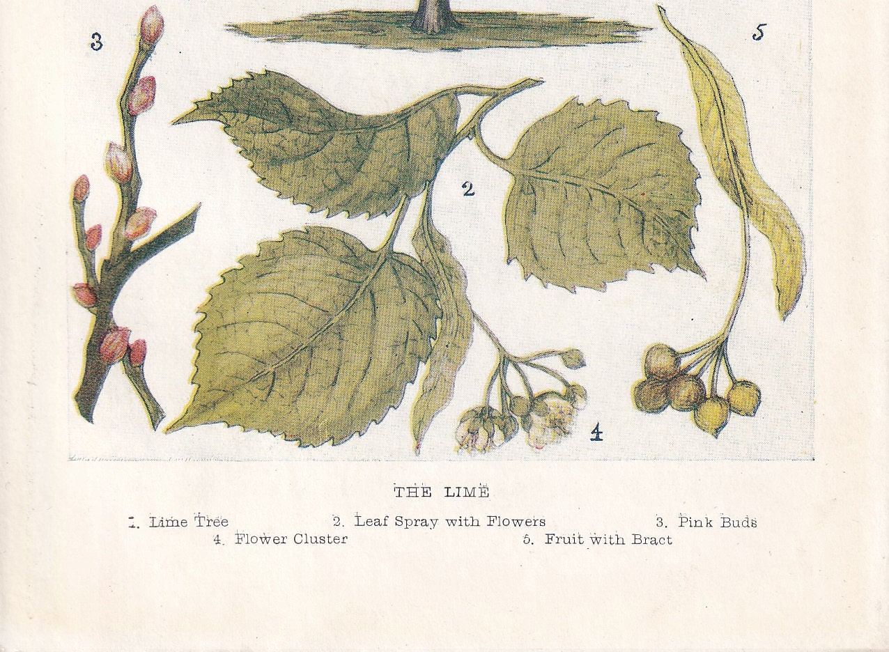 1910 LIME TREE Print - Original Antique Tree Print - Tree Wall Art - Plant Wall Art - 113 Years Old - 6.25 x 4.25 Inches