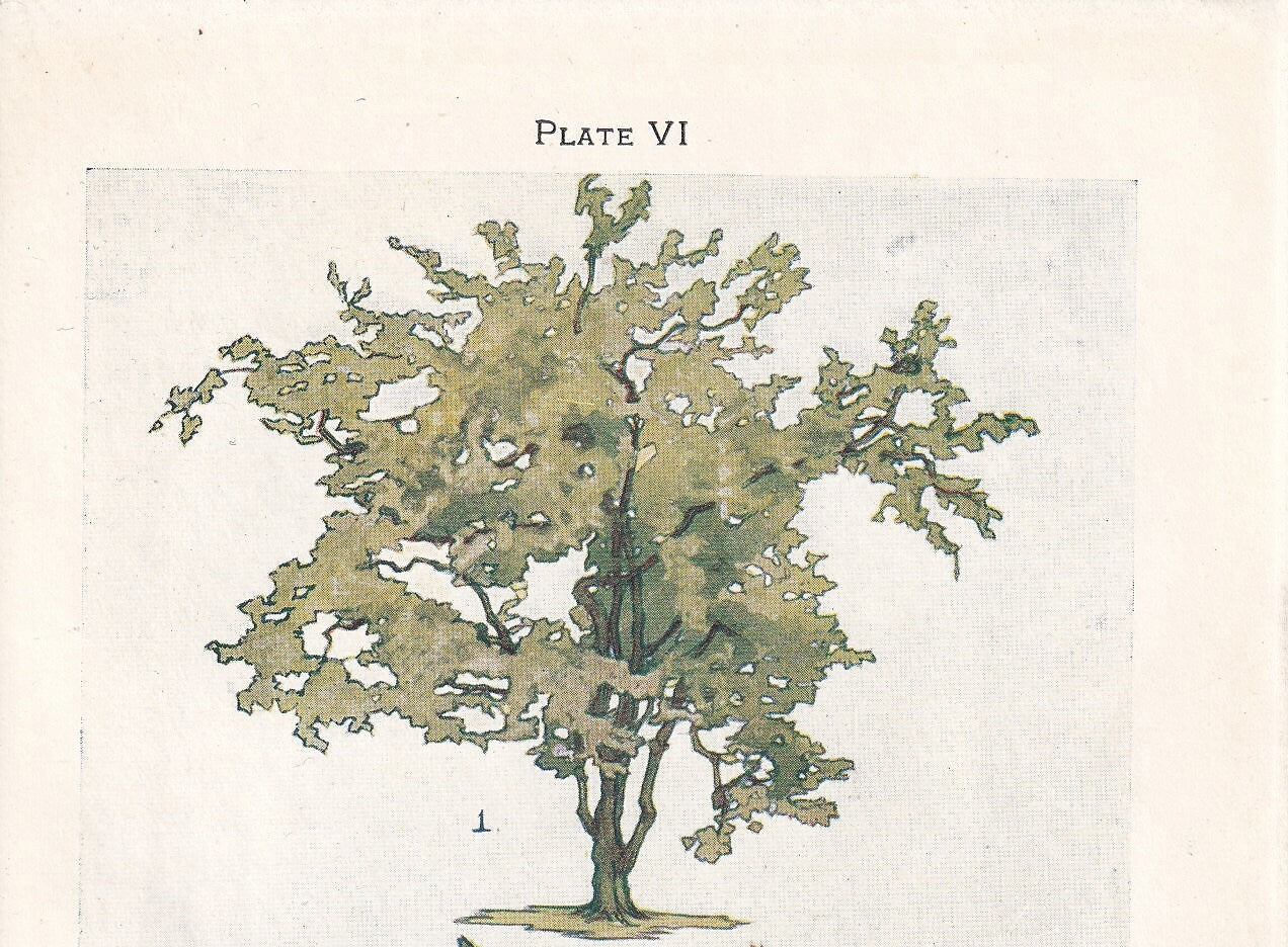 1910 HAZEL TREE Print - Original Antique Tree Print - Tree Wall Art - Plant Wall Art - 113 Years Old - 6.25 x 4.25 Inches
