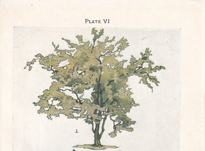 1910 HAZEL TREE Print - Original Antique Tree Print - Tree Wall Art - Plant Wall Art - 113 Years Old - 6.25 x 4.25 Inches