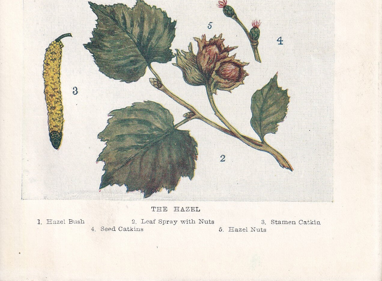 1910 HAZEL TREE Print - Original Antique Tree Print - Tree Wall Art - Plant Wall Art - 113 Years Old - 6.25 x 4.25 Inches