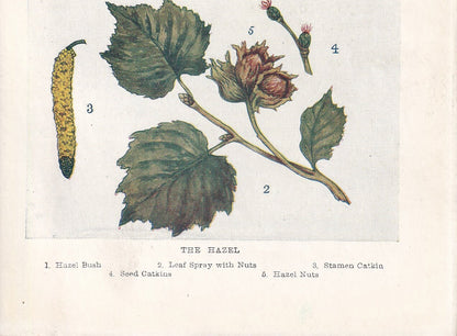 1910 HAZEL TREE Print - Original Antique Tree Print - Tree Wall Art - Plant Wall Art - 113 Years Old - 6.25 x 4.25 Inches