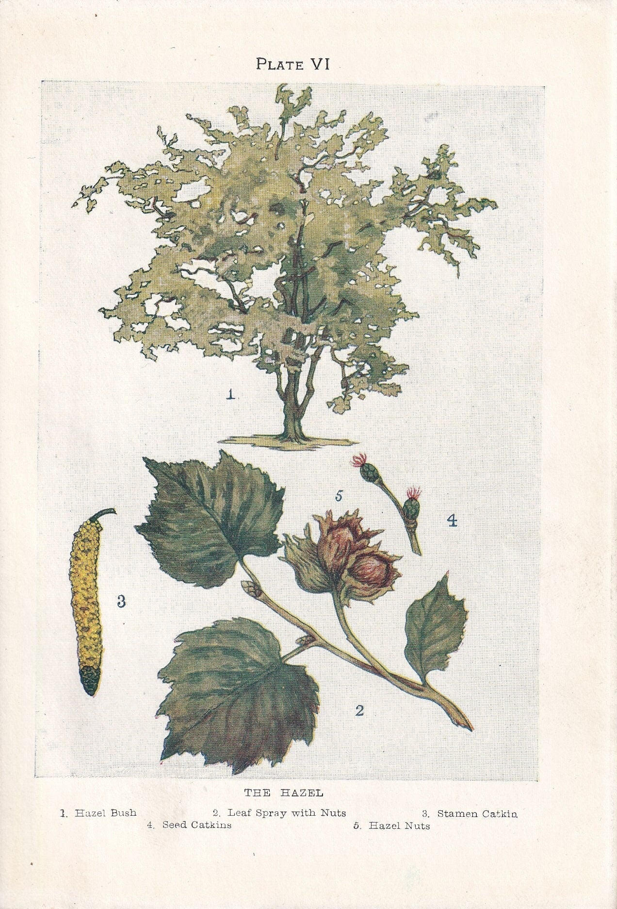 1910 HAZEL TREE Print - Original Antique Tree Print - Tree Wall Art - Plant Wall Art - 113 Years Old - 6.25 x 4.25 Inches