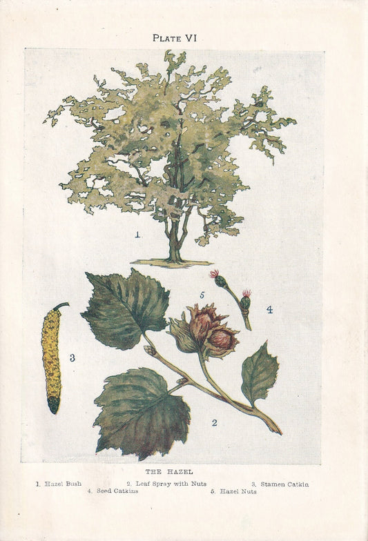 1910 HAZEL TREE Print - Original Antique Tree Print - Tree Wall Art - Plant Wall Art - 113 Years Old - 6.25 x 4.25 Inches