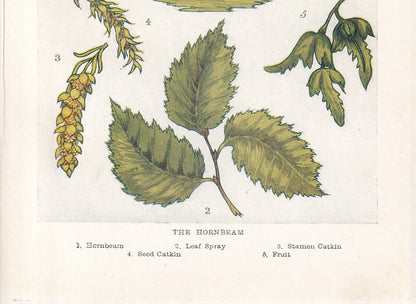 1910 HORNBEAM TREE Print - Original Antique Tree Print - Tree Wall Art - Plant Wall Art - 113 Years Old - 6.25 x 4.25 Inches