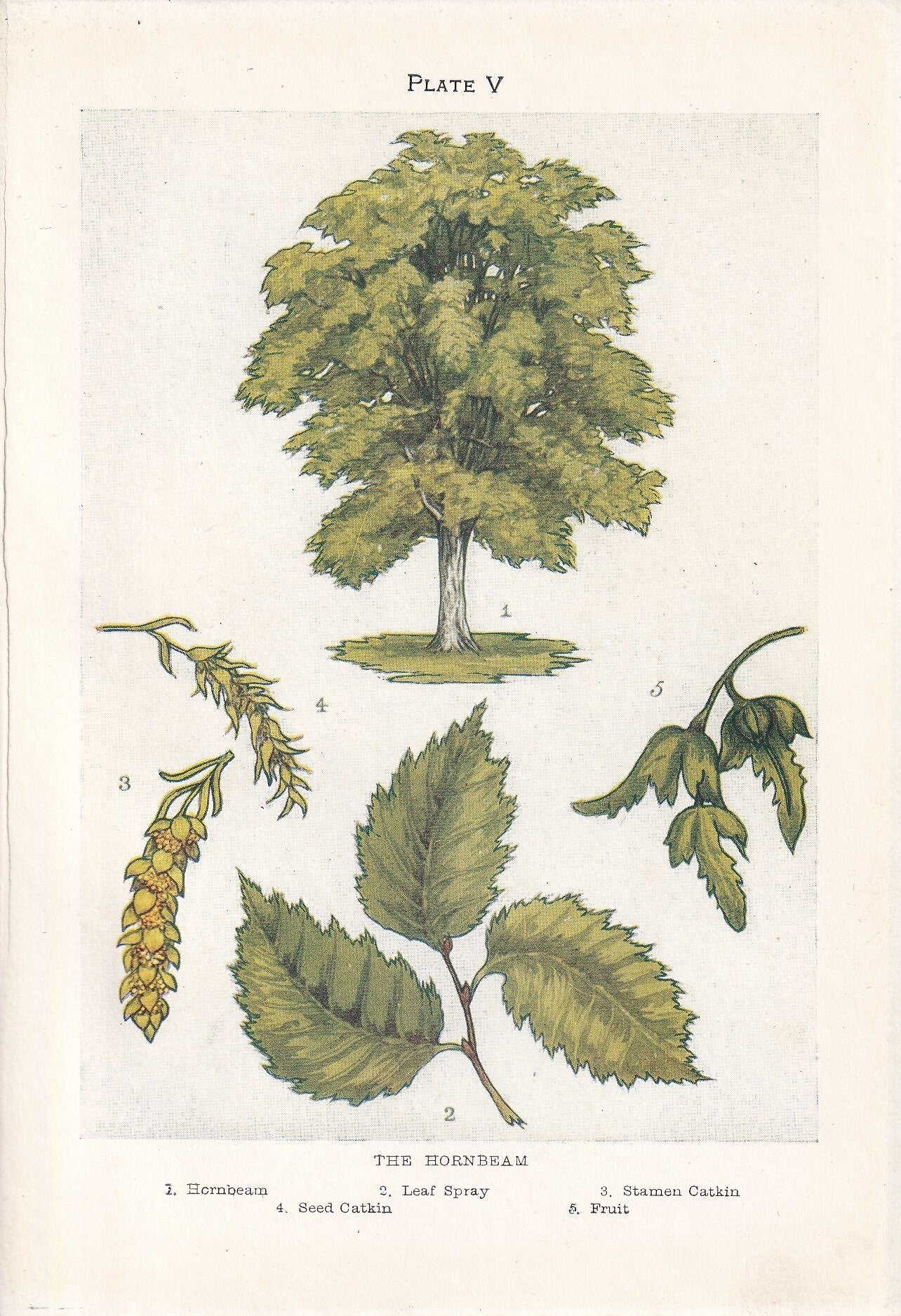 1910 HORNBEAM TREE Print - Original Antique Tree Print - Tree Wall Art - Plant Wall Art - 113 Years Old - 6.25 x 4.25 Inches