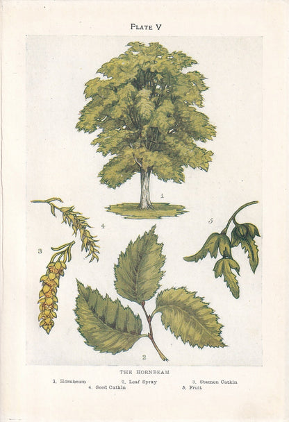 1910 HORNBEAM TREE Print - Original Antique Tree Print - Tree Wall Art - Plant Wall Art - 113 Years Old - 6.25 x 4.25 Inches