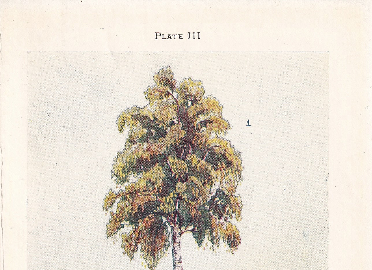 1910 BIRCH TREE Print - Original Antique Tree Print - Tree Wall Art - Plant Wall Art - 113 Years Old - 6.25 x 4.25 Inches