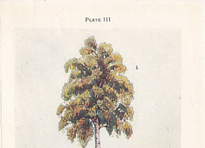 1910 BIRCH TREE Print - Original Antique Tree Print - Tree Wall Art - Plant Wall Art - 113 Years Old - 6.25 x 4.25 Inches