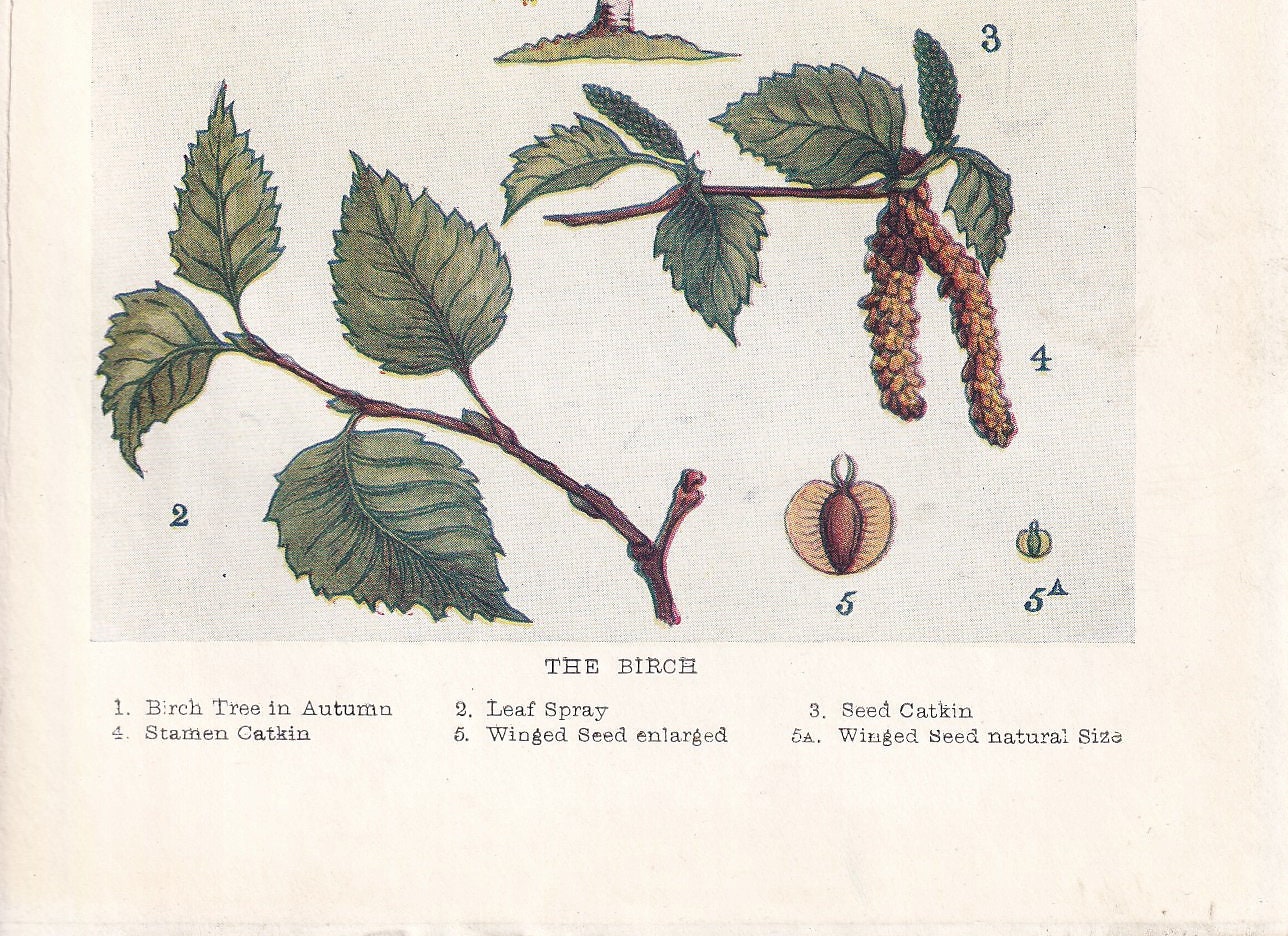 1910 BIRCH TREE Print - Original Antique Tree Print - Tree Wall Art - Plant Wall Art - 113 Years Old - 6.25 x 4.25 Inches