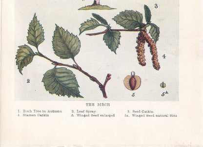 1910 BIRCH TREE Print - Original Antique Tree Print - Tree Wall Art - Plant Wall Art - 113 Years Old - 6.25 x 4.25 Inches