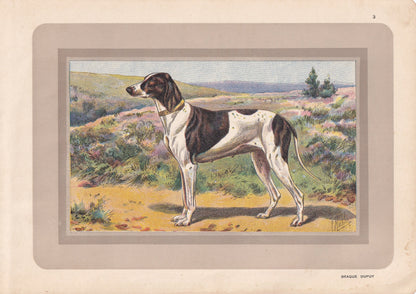 1931 BRAQUE DUPUY Print - Original Antique Hunting Dog Print - Animal Wall Art - Dog Wall Art - 92 Years Old - 11 x 7.75 Inch