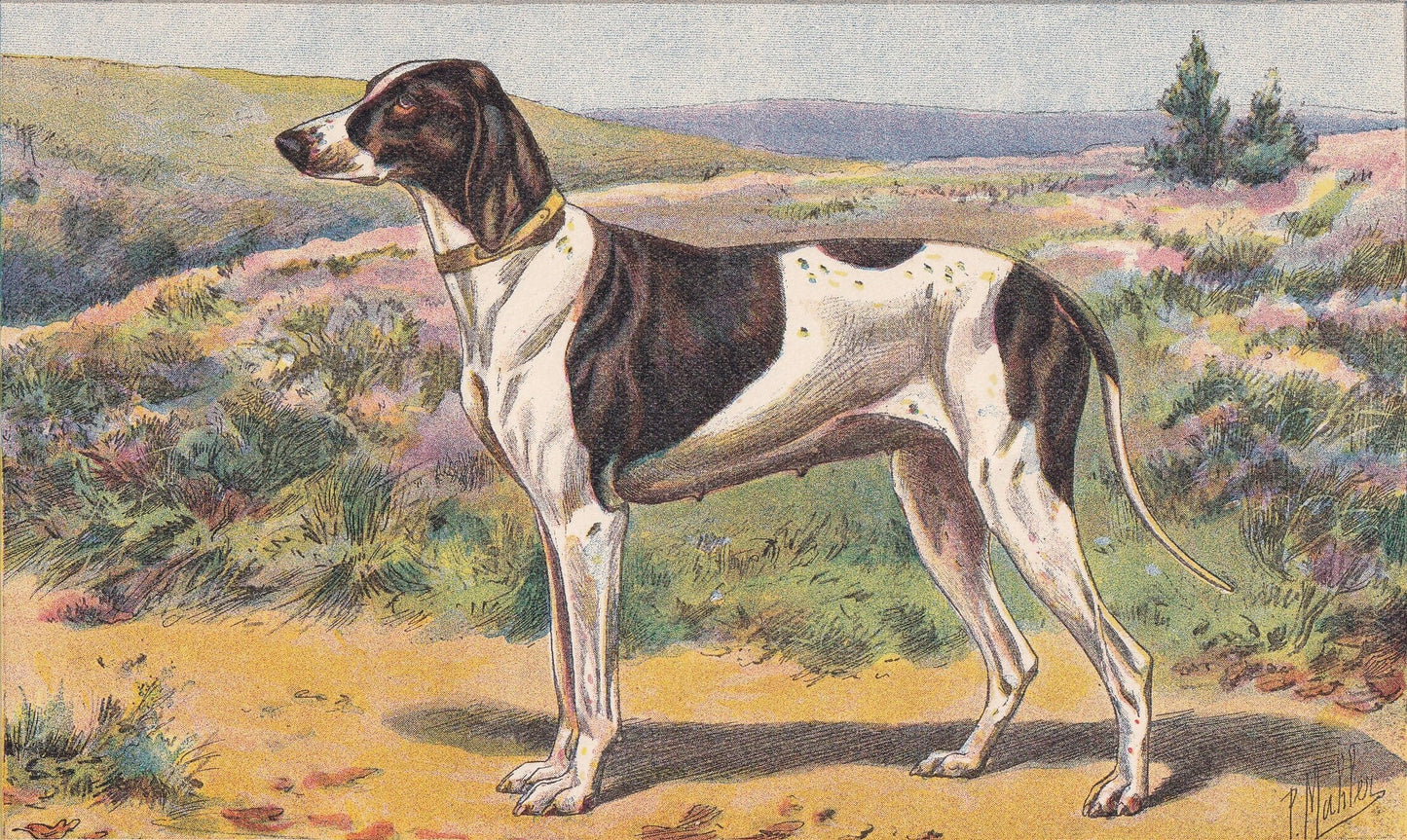 1931 BRAQUE DUPUY Print - Original Antique Hunting Dog Print - Animal Wall Art - Dog Wall Art - 92 Years Old - 11 x 7.75 Inch