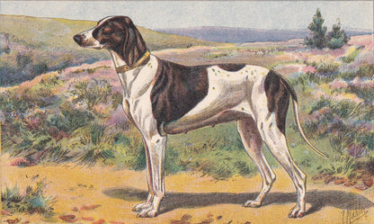 1931 BRAQUE DUPUY Print - Original Antique Hunting Dog Print - Animal Wall Art - Dog Wall Art - 92 Years Old - 11 x 7.75 Inch