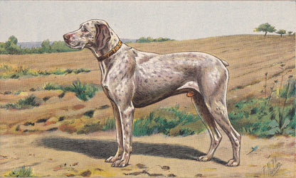 1931 BRAQUE DU BOURBONNAIS Print - Original Antique Hunting Dog Print - Animal Wall Art - Dog Wall Art - 92 Yrs Old - 11 x 7.