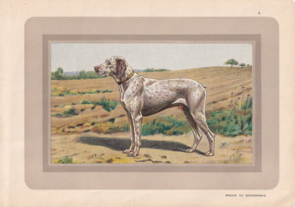 1931 BRAQUE DU BOURBONNAIS Print - Original Antique Hunting Dog Print - Animal Wall Art - Dog Wall Art - 92 Yrs Old - 11 x 7.
