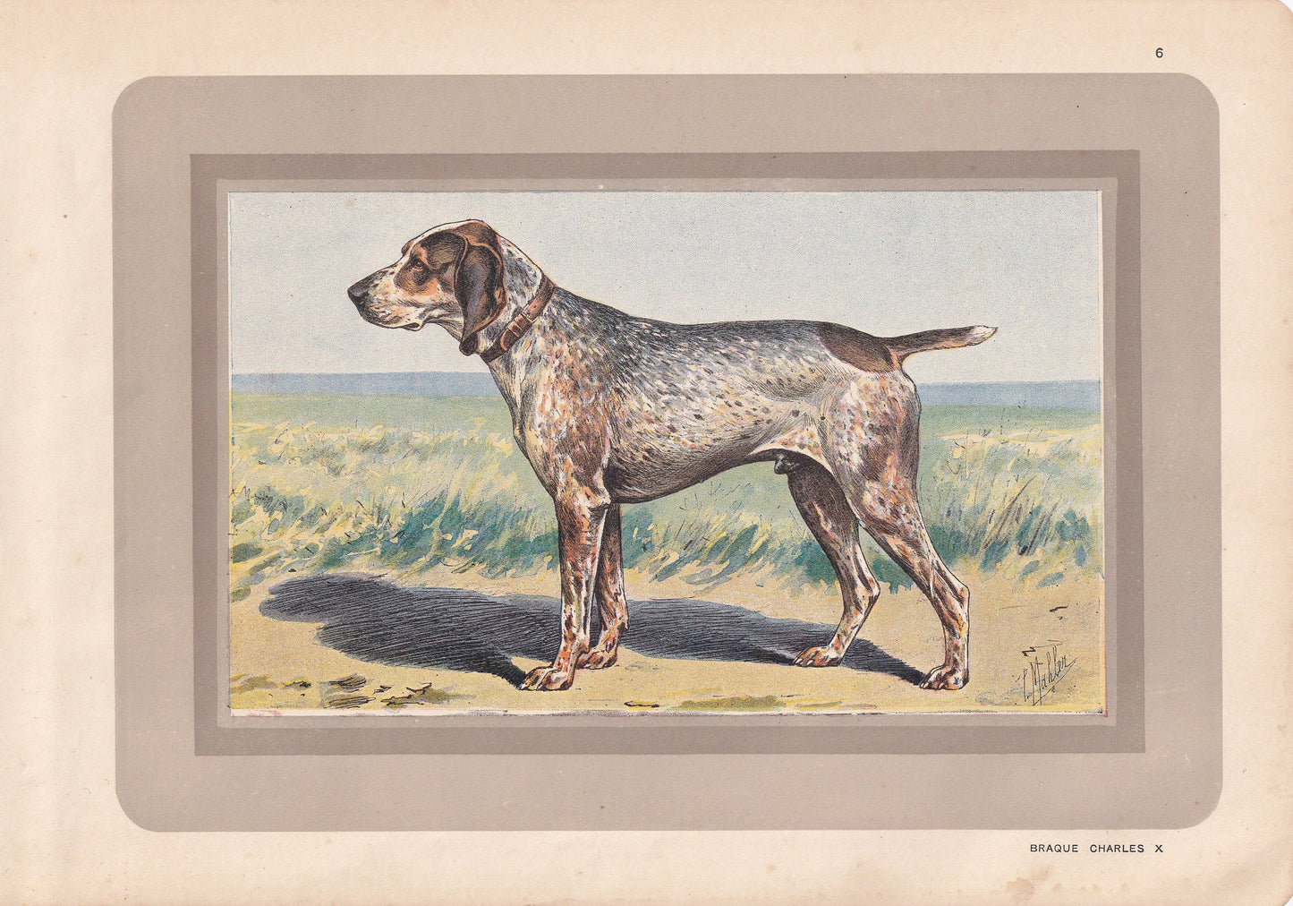 1931 BRAQUE CHARLES X Print - Original Antique Hunting Dog Print - Animal Wall Art - Dog Wall Art - 92 Yrs Old - 11 x 7.75 Inches