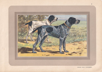 1931 AUVERGNE POINTER Print - Original Antique Hunting Dog Print - Animal Wall Art - Dog Wall Art - 92 Yrs Old - 11 x 7.75 In
