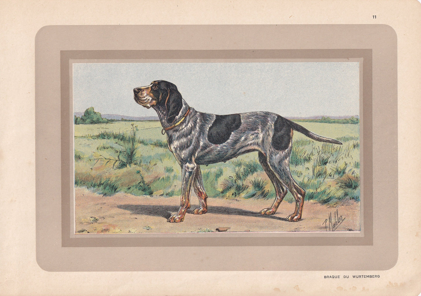 1931 BRAQUE DU WURTEMBERG Print - Original Antique Hunting Dog Print - Animal Wall Art - Dog Wall Art - 92 Yrs Old - 11 x 7.7