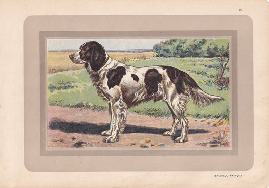 1931 FRENCH SPANIEL Print - Original Antique Hunting Dog Print - Animal Wall Art - Dog Wall Art - 92 Yrs Old - 11 x 7.75 Inches