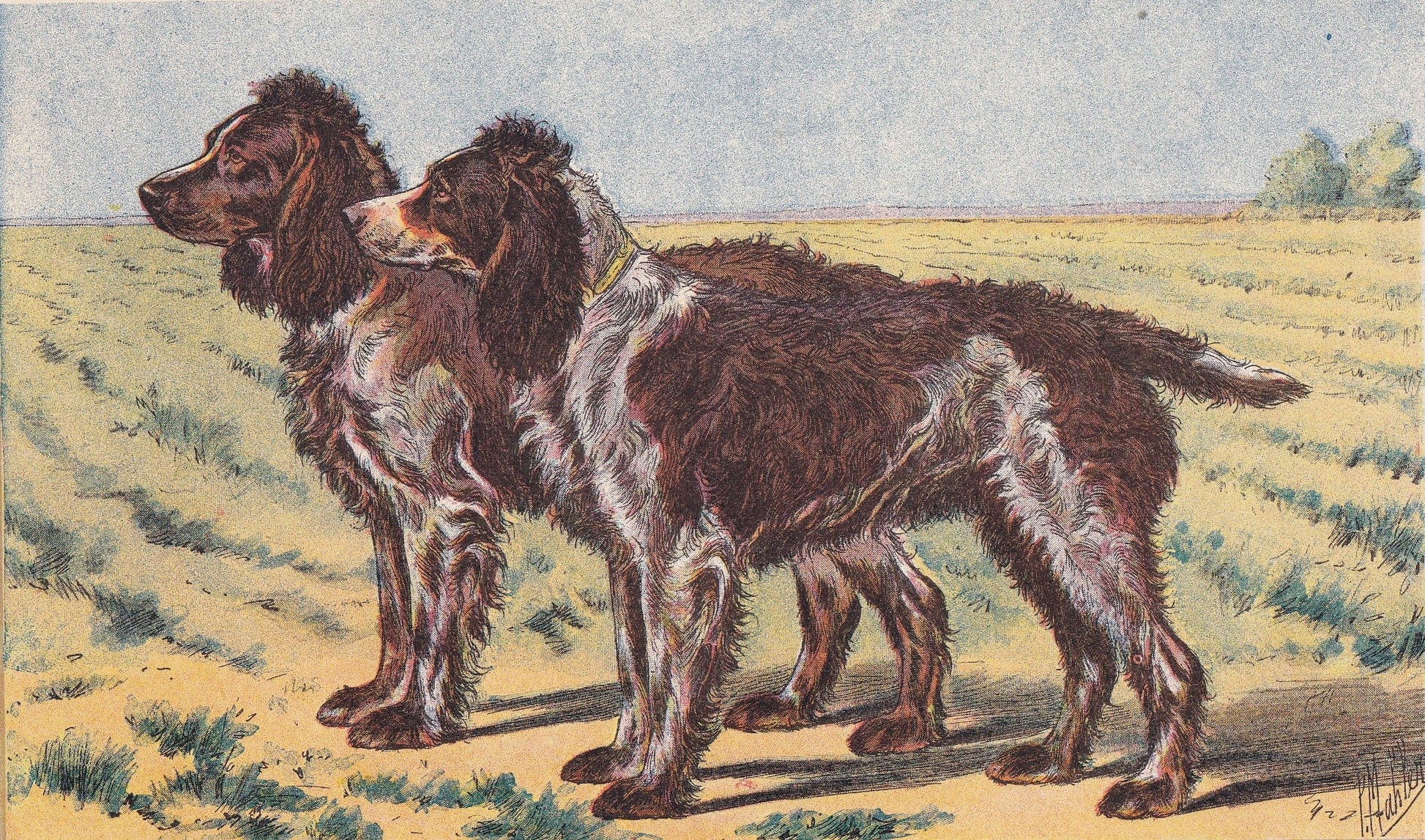 1931 PONT-AUDEMER SPANIEL Print - Original Antique Hunting Dog Print - Animal Wall Art - Dog Wall Art - 92 Yrs Old - 11 x 7.75 Inches