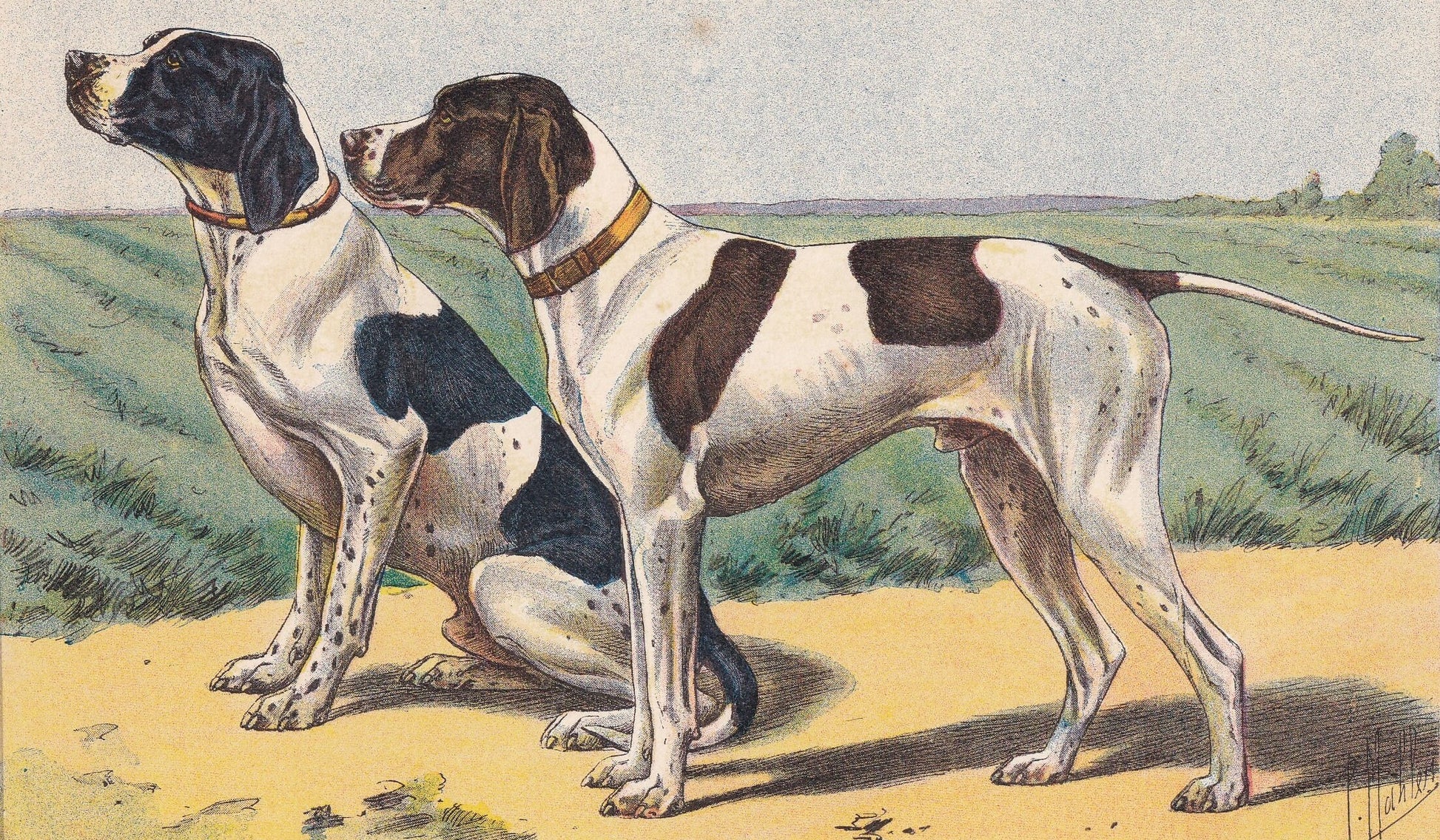 1931 POINTER DOG Print - Original Antique Hunting Dog Print - Animal Wall Art - Dog Wall Art - 92 Yrs Old - 11 x 7.75 Inches