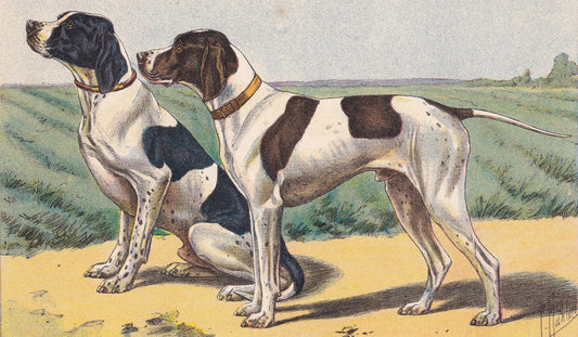 1931 POINTER DOG Print - Original Antique Hunting Dog Print - Animal Wall Art - Dog Wall Art - 92 Yrs Old - 11 x 7.75 Inches