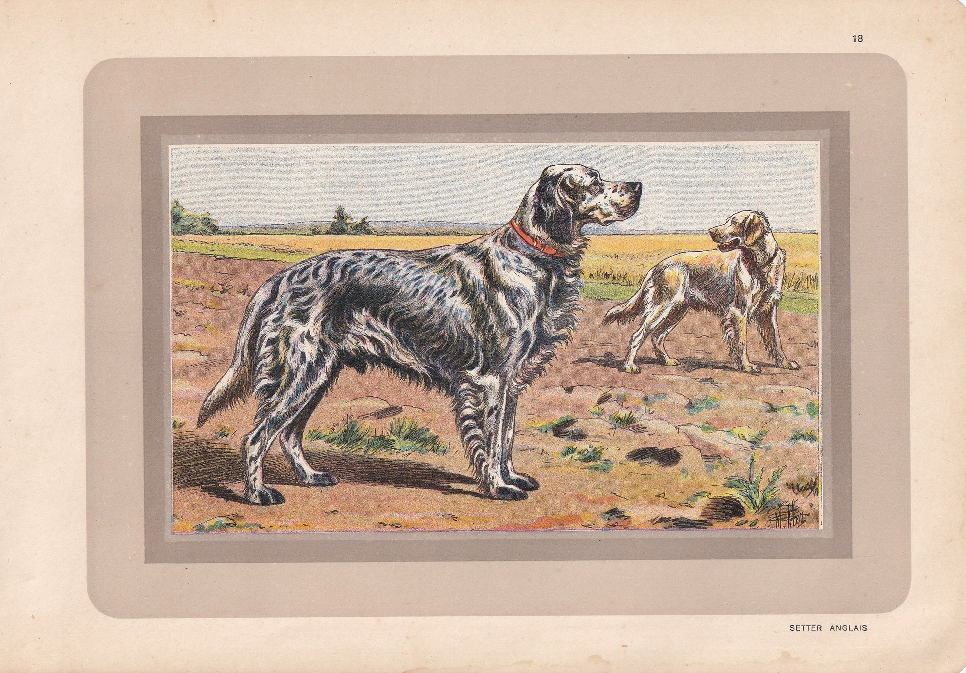 1931 ENGLISH SETTER DOG Print - Original Antique Hunting Dog Print - Animal Wall Art - Dog Wall Art - 92 Yrs Old - 11 x 7.75 