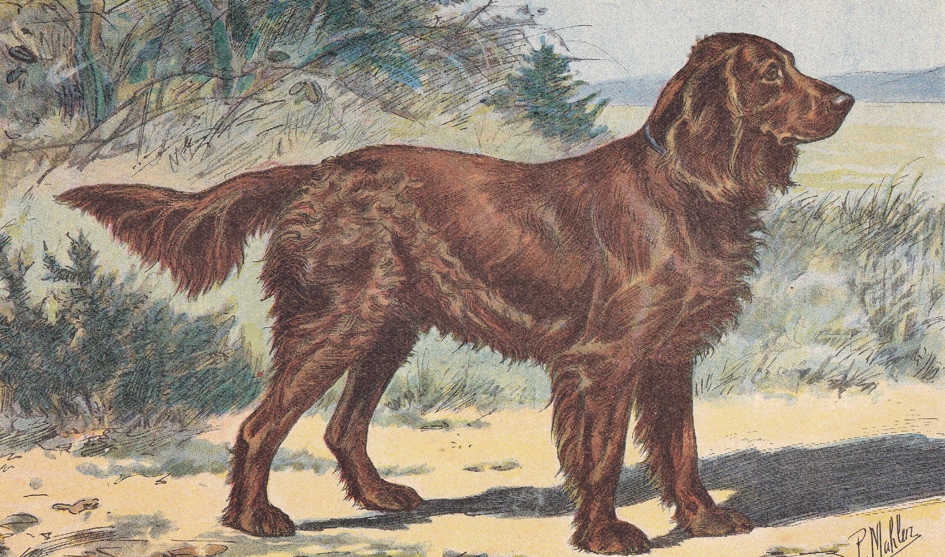 1931 MUNSTERLANDER DOG Print - Original Antique Hunting Dog Print - Animal Wall Art - Dog Wall Art - 92 Yrs Old - 11 x 7.75 I