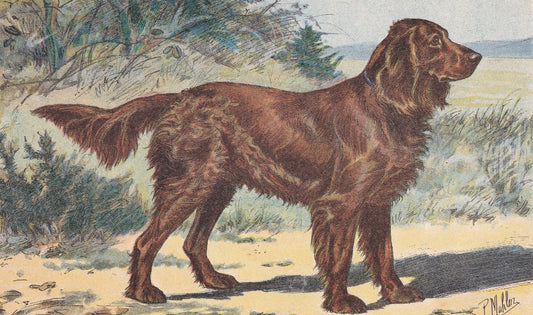 1931 MUNSTERLANDER DOG Print - Original Antique Hunting Dog Print - Animal Wall Art - Dog Wall Art - 92 Yrs Old - 11 x 7.75 I