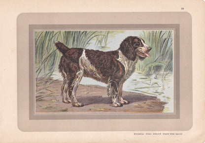 1931 ENGLISH WATER SPANIEL Print - Original Antique Hunting Dog Print - Animal Wall Art - Dog Wall Art - 92 Yrs Old - 11 x 7.