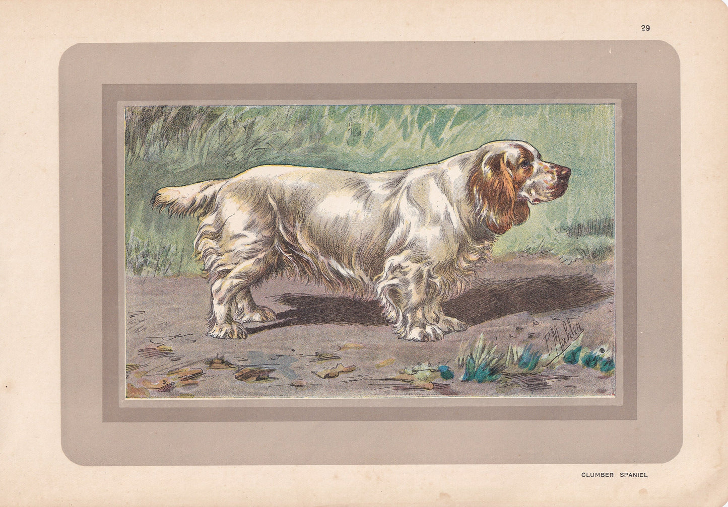 1931 CLUMBER SPANIEL Print - Original Antique Hunting Dog Print - Animal Wall Art - Dog Wall Art - 92 Yrs Old - 11 x 7.75 Inches