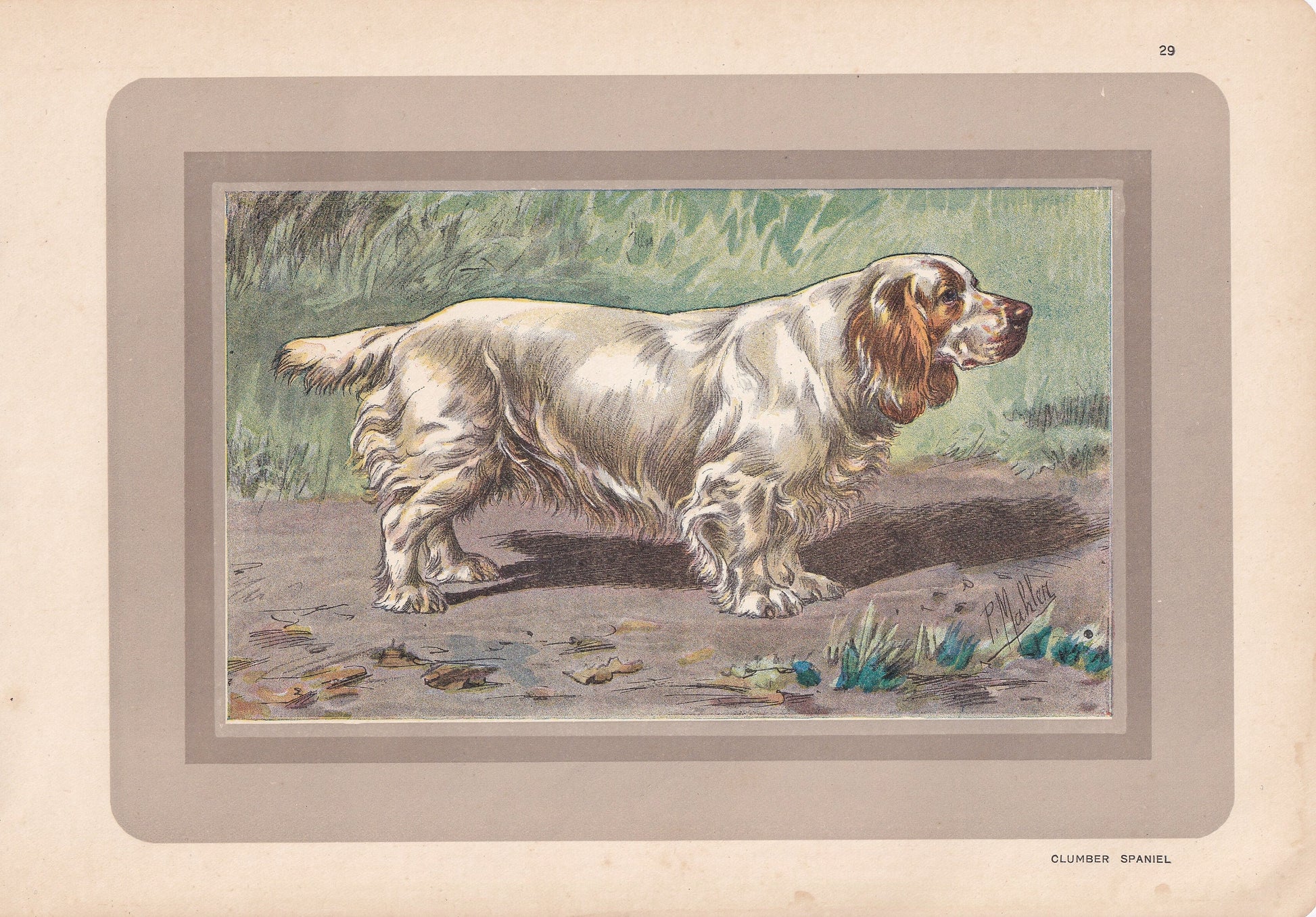 1931 CLUMBER SPANIEL Print - Original Antique Hunting Dog Print - Animal Wall Art - Dog Wall Art - 92 Yrs Old - 11 x 7.75 Inches