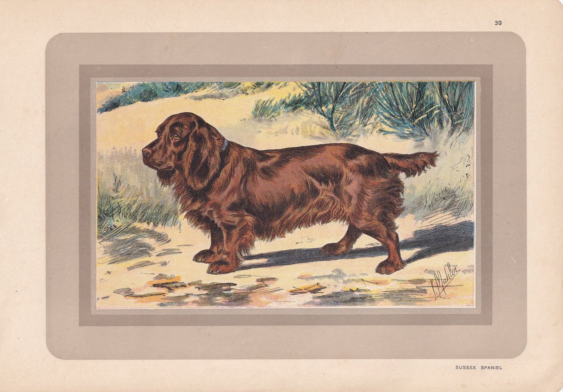 1931 SUSSEX SPANIEL Print - Original Antique Hunting Dog Print - Animal Wall Art - Dog Wall Art - 92 Yrs Old - 11 x 7.75 Inches