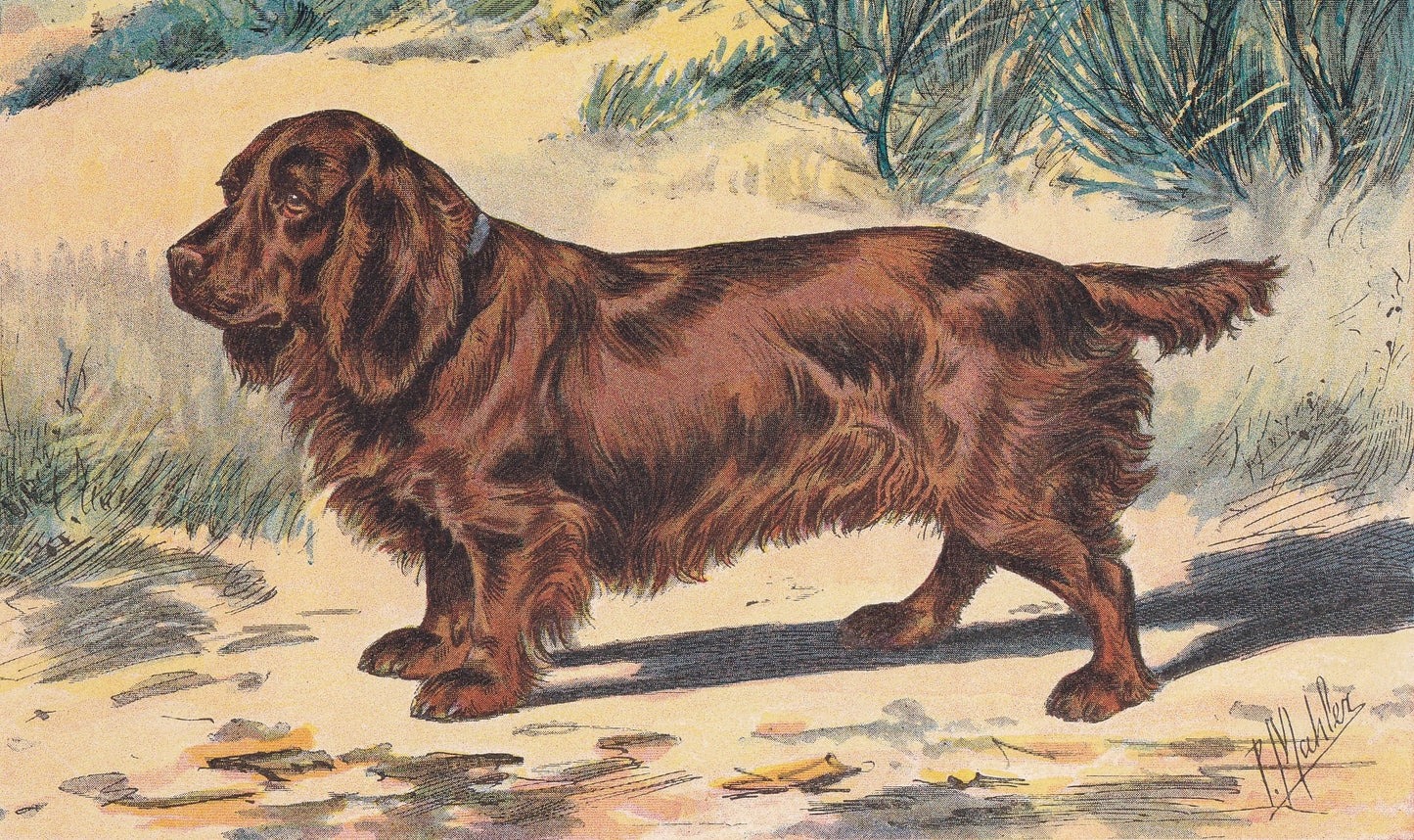 1931 SUSSEX SPANIEL Print - Original Antique Hunting Dog Print - Animal Wall Art - Dog Wall Art - 92 Yrs Old - 11 x 7.75 Inches