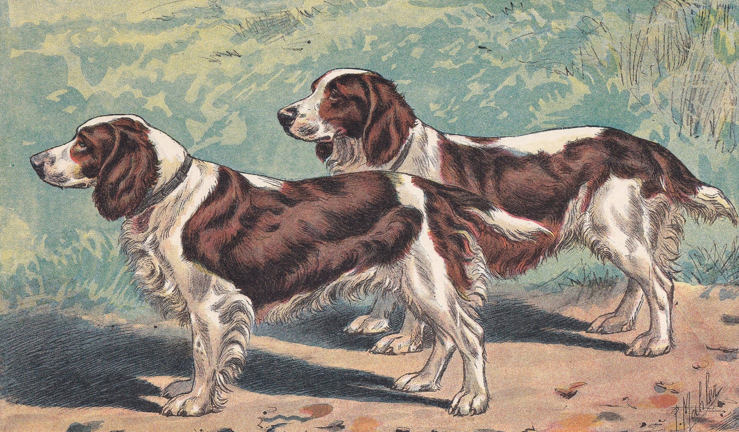 1931 WELSH SPANIEL Print - Original Antique Hunting Dog Print - Animal Wall Art - Dog Wall Art - 92 Yrs Old - 11 x 7.75 Inches