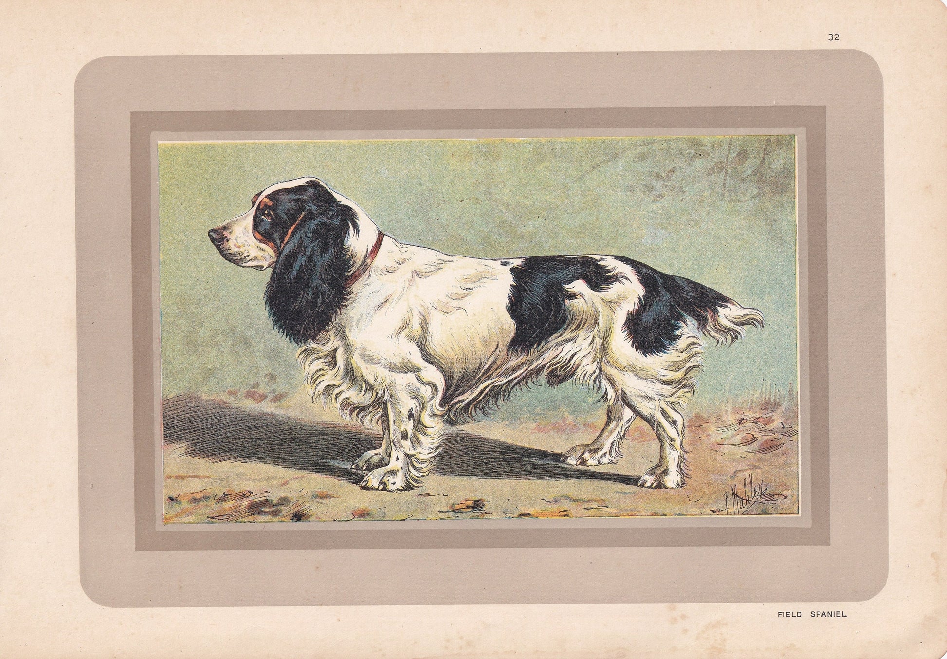 1931 FIELD SPANIEL Print - Original Antique Hunting Dog Print - Animal Wall Art - Dog Wall Art - 92 Yrs Old - 11 x 7.75 Inches