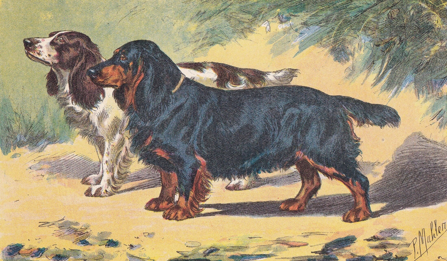 1931 COCKER SPANIEL Print - Original Antique Hunting Dog Print - Animal Wall Art - Dog Wall Art - 92 Yrs Old - 11 x 7.75 Inches