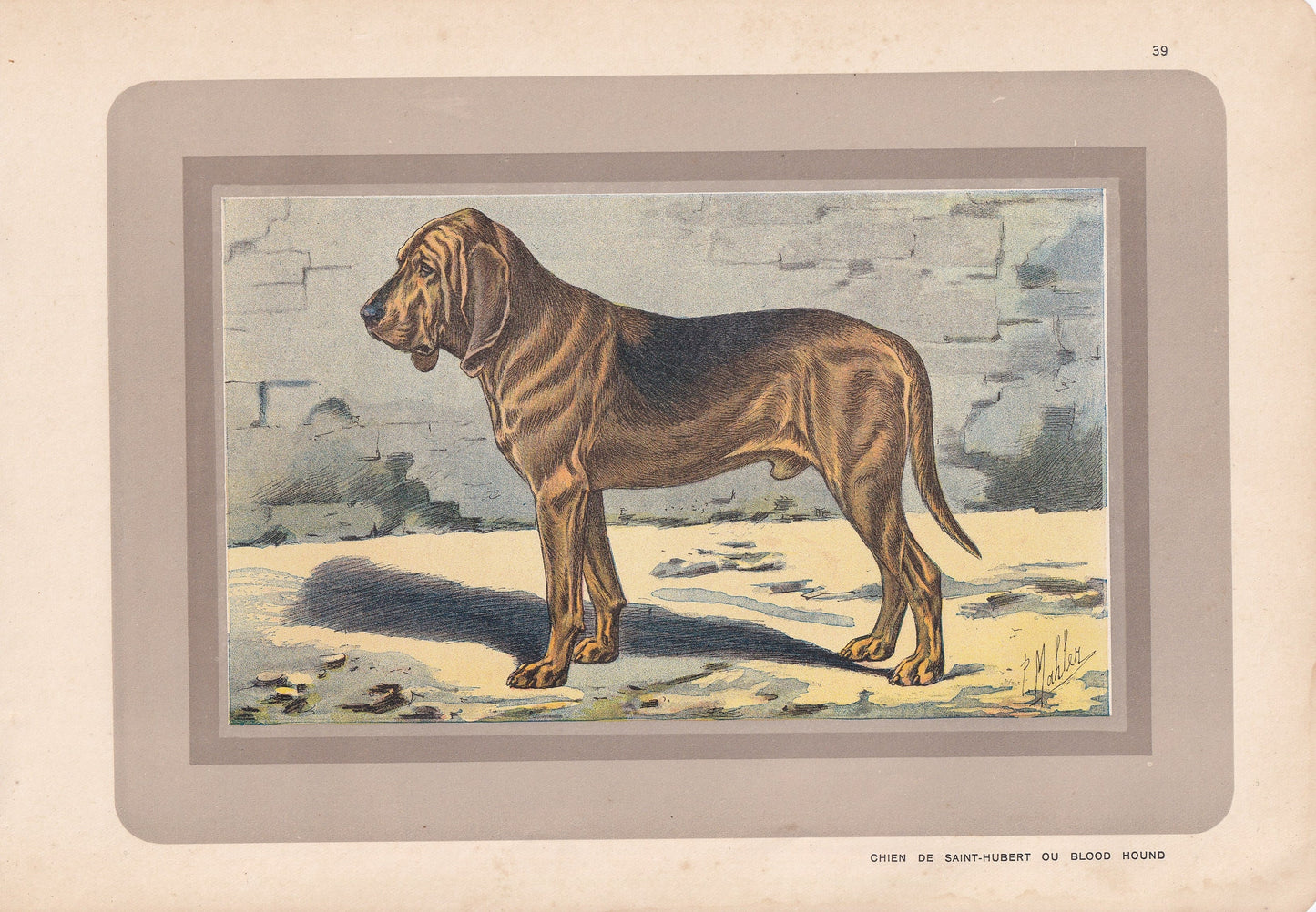1931 BLOODHOUND DOG Print - Original Antique Hunting Dog Print - Dog Wall Art - Animal Wall Art - 92 Yrs Old - 11 x 7.75 Inches