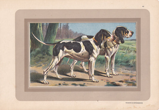 1931 GASCON SAINTONGEOIS Print - Original Antique Hunting Dog Print - Dog Wall Art - Animal Wall Art - 92 Years Old - 11 x 7.75 Inches