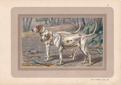 1931 CHIEN VENDEEN DOG Print - Original Antique Hunting Dog Print - Dog Wall Art - Animal Wall Art - 92 Years Old - 11 x 7.75