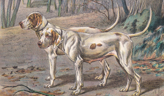 1931 CHIEN VENDEEN DOG Print - Original Antique Hunting Dog Print - Dog Wall Art - Animal Wall Art - 92 Years Old - 11 x 7.75