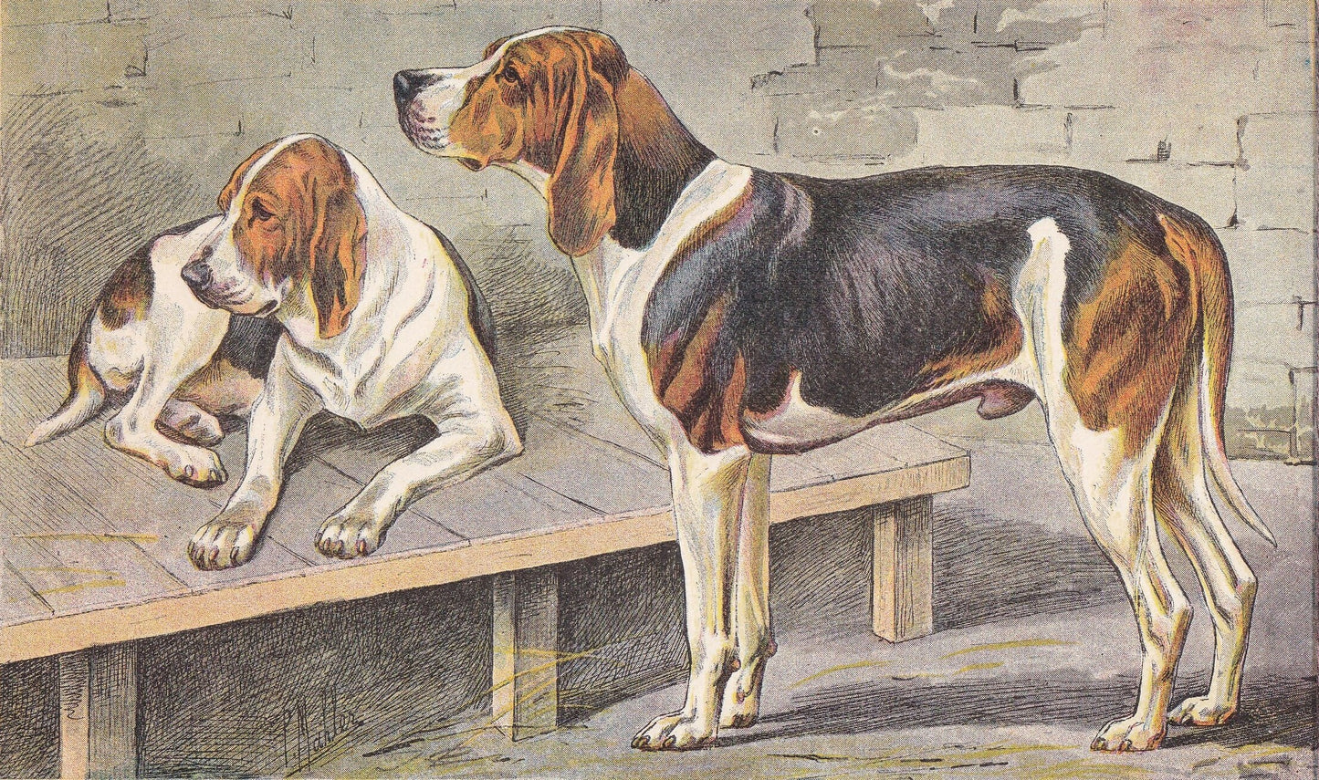 1931 CHIEN NORMAND DOG Print - Original Antique Hunting Dog Print - Dog Wall Art - Animal Wall Art - 92 Years Old - 11 x 7.75 Inches