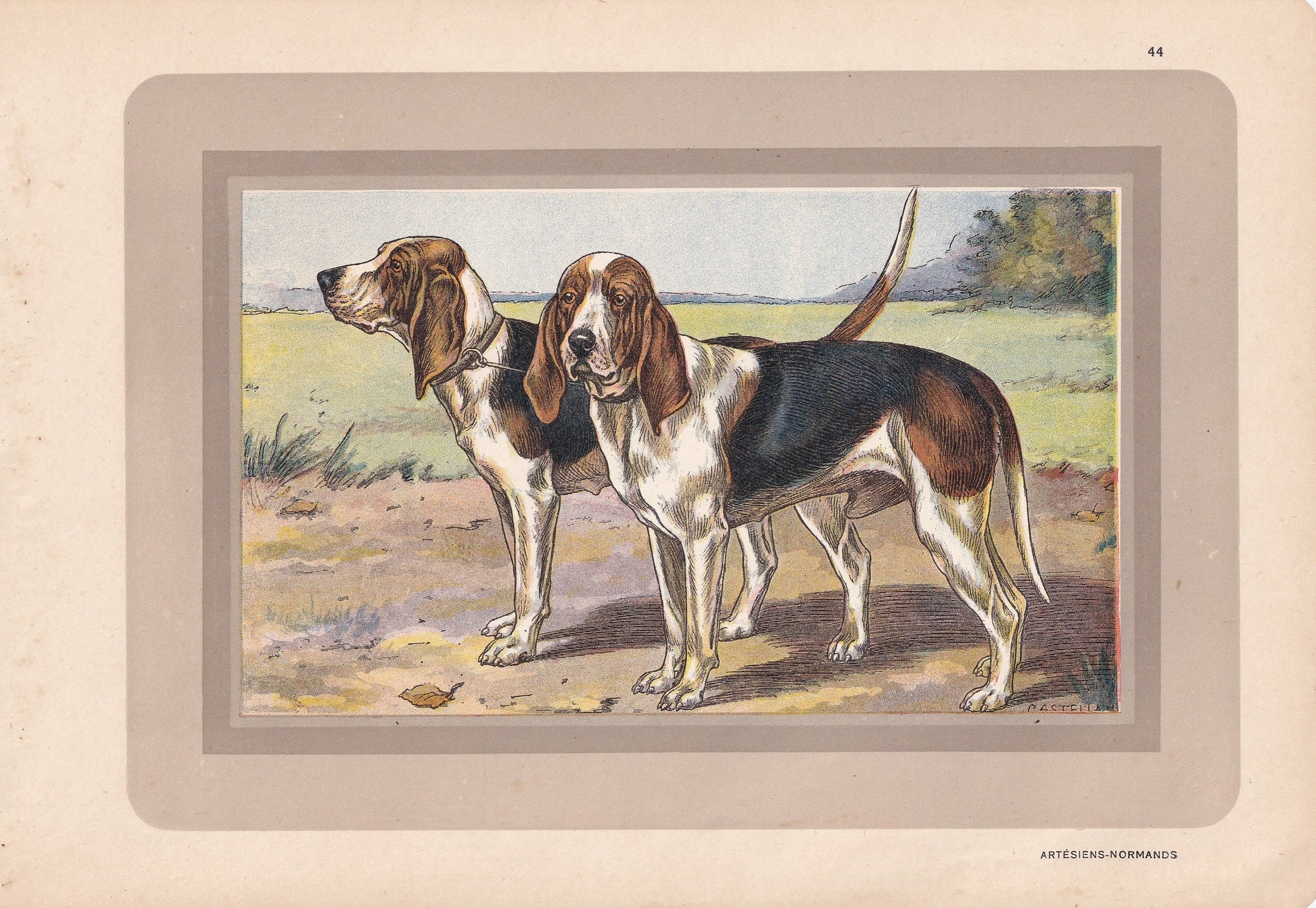 1931 ARTESIEN NORMAND DOG Print - Original Antique Hunting Dog Print - Dog Wall Art - 92 Years Old - 11 x 7.75 Inches