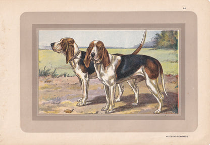 1931 ARTESIEN NORMAND DOG Print - Original Antique Hunting Dog Print - Dog Wall Art - 92 Years Old - 11 x 7.75 Inches