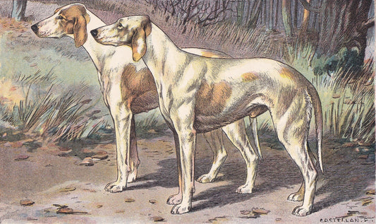 1931 BILLY SCENTHOUND DOG Print - Original Antique Hunting Dog Print - Dog Wall Art - 92 Years Old - 11 x 7.75 Inches