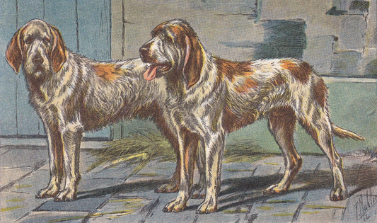 1931 GRIFFON VENDEEN DOG Print - Original Antique Hunting Dog Print - Dog Wall Art - 92 Years Old - 11 x 7.75 Inches