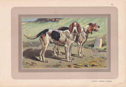 1931 GRIFFON NIVERNAIS DOG Print - Original Antique Hunting Dog Print - Dog Wall Art - 92 Years Old - 11 x 7.75 Inches