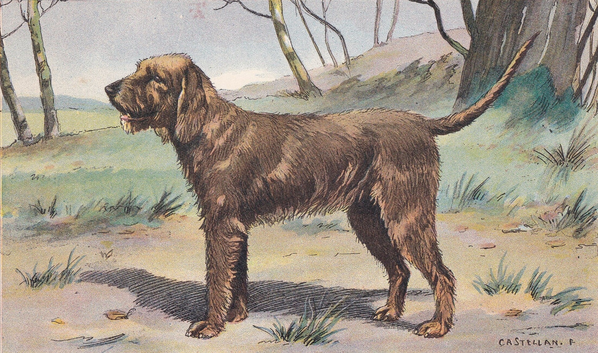 1931 BASSET FAUVE de BRETAGNE Print - Original Antique Hunting Dog Print - Dog Wall Art - 92 Years Old - 11 x 7.75 Inches