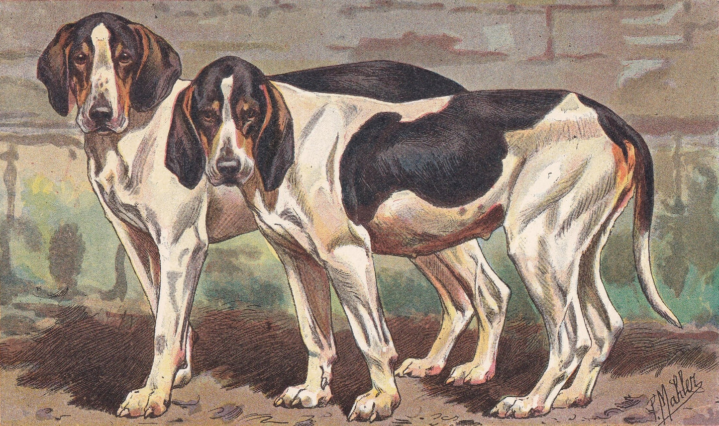 1931 BATARD ANGLO-SAINTONGEOIS Print - Original Antique Hunting Dog Print - Dog Wall Art - 92 Years Old - 11 x 7.75 Inches